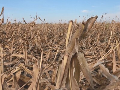Berba kukuruza u Čeneju, rod prepolovljen