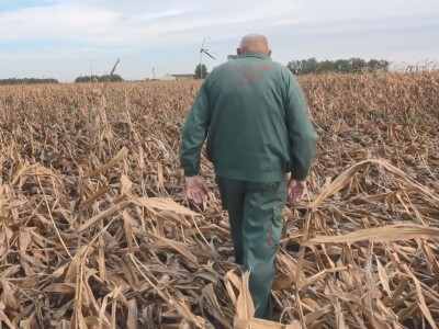 Berba kukuruza u Čeneju, rod prepolovljen