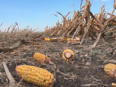 Berba kukuruza u Čeneju, rod prepolovljen