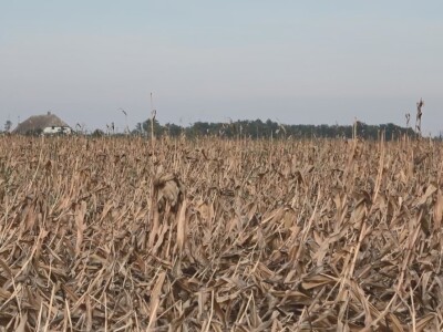 Berba kukuruza u Čeneju, rod prepolovljen
