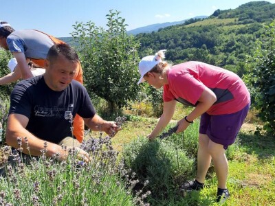 Berba lavande Berba lavande