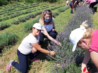 Berba lavande Berba lavande