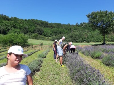 Berba lavande Berba lavande