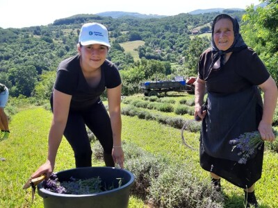 Berba lavande Berba lavande