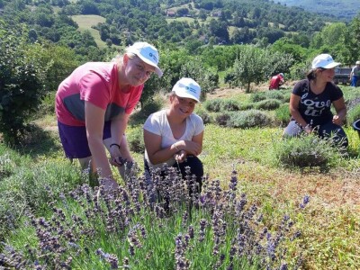 Berba lavande Berba lavande