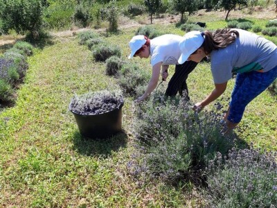 Berba lavande Berba lavande