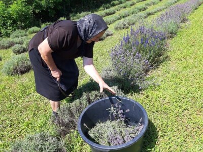 Berba lavande Berba lavande