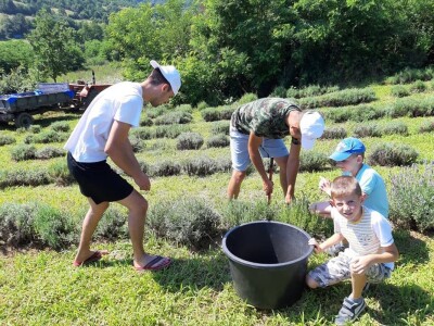 Berba lavande Berba lavande