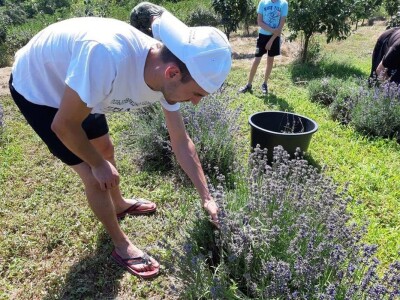 Berba lavande Berba lavande