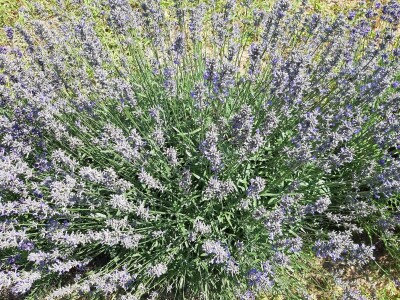Berba lavande Berba lavande