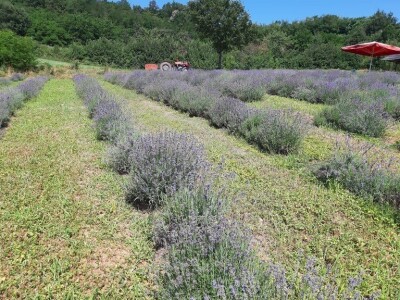 Berba lavande Berba lavande