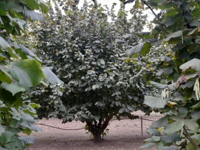 Berba lešnika Ivana Krošlaka iz Gložana nedaleko Novog Sada