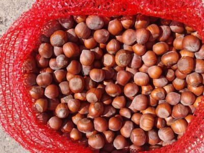 Berba lešnika Ivana Krošlaka iz Gložana nedaleko Novog Sada