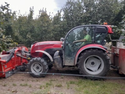 Berba lešnika Ivana Krošlaka iz Gložana nedaleko Novog Sada