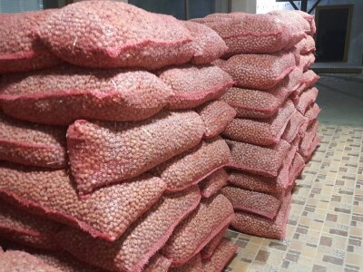 Berba lešnika Ivana Krošlaka iz Gložana nedaleko Novog Sada