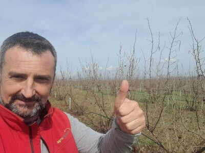 Berba lešnika Ivana Krošlaka iz Gložana nedaleko Novog Sada