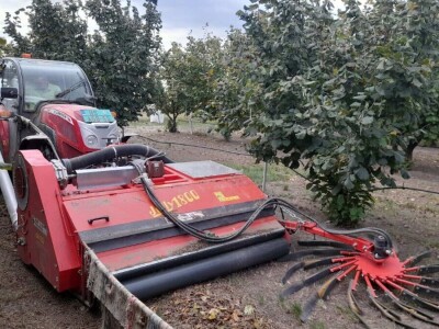 Berba lešnika Ivana Krošlaka iz Gložana nedaleko Novog Sada