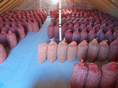 Berba lešnika Ivana Krošlaka iz Gložana nedaleko Novog Sada