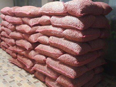 Berba lešnika Ivana Krošlaka iz Gložana nedaleko Novog Sada