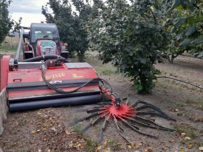 Berba lešnika Ivana Krošlaka iz Gložana nedaleko Novog Sada