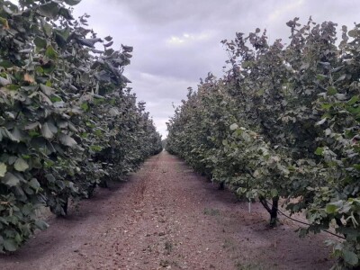 Berba lešnika Ivana Krošlaka iz Gložana nedaleko Novog Sada
