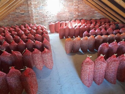 Berba lešnika Ivana Krošlaka iz Gložana nedaleko Novog Sada