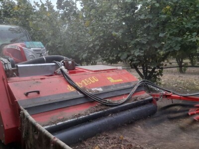 Berba lešnika Ivana Krošlaka iz Gložana nedaleko Novog Sada