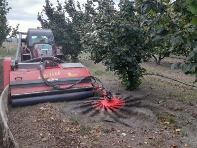 Berba lešnika Ivana Krošlaka iz Gložana nedaleko Novog Sada