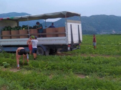 Berba lubenica u dolini Neretve Berba lubenica u dolini Neretve