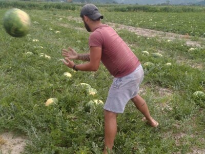 Berba lubenica u dolini Neretve Berba lubenica u dolini Neretve