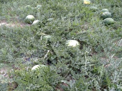 Berba lubenica u dolini Neretve Berba lubenica u dolini Neretve