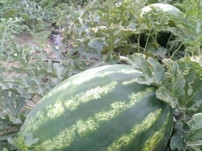 Berba lubenica u dolini Neretve Berba lubenica u dolini Neretve