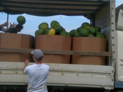 Berba lubenica u dolini Neretve Berba lubenica u dolini Neretve