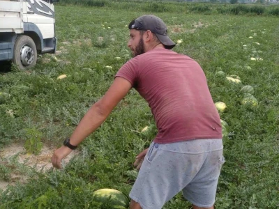 Berba lubenica u dolini Neretve