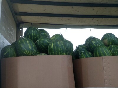 Berba lubenica u dolini Neretve Berba lubenica u dolini Neretve