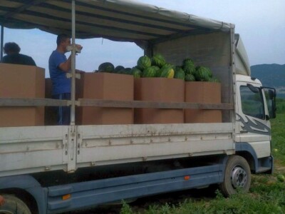 Berba lubenica u dolini Neretve Berba lubenica u dolini Neretve