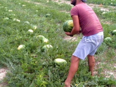 Berba lubenica u dolini Neretve Berba lubenica u dolini Neretve