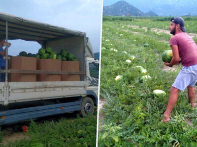 Berba lubenica u dolini Neretve Berba lubenica u dolini Neretve