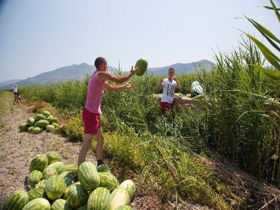 Transport lubenica u dolini Neretve