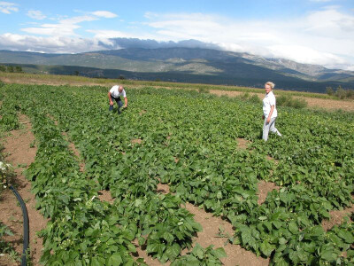 Berba mahuna na imanju OPG Suzana Bogdan u Sinjskom polju
