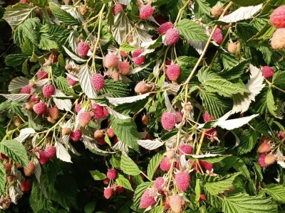 Berba malina