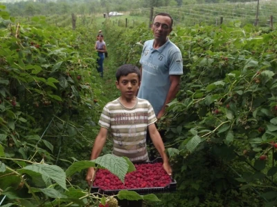 Berba maline