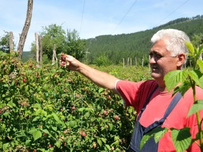 Berba maline