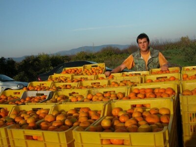 Berba mandarina u Neretvanskoj dolini