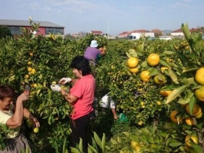 Berba mandarina u Neretvanskoj dolini