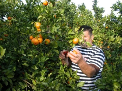 Berba mandarina u Neretvanskoj dolini