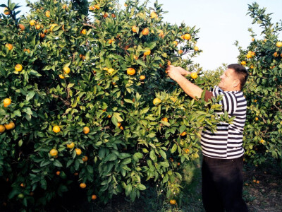 Berba žutog voća u Neretvi