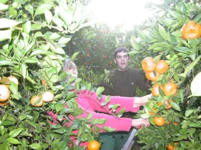 Berba mandarina u dolini Neretve