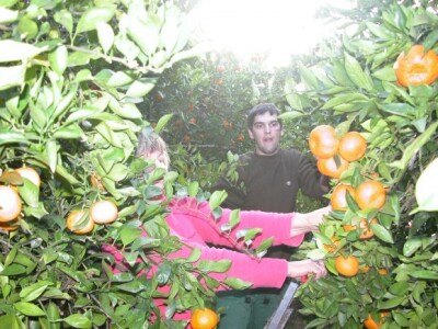 Berba mandarina u dolini Neretve