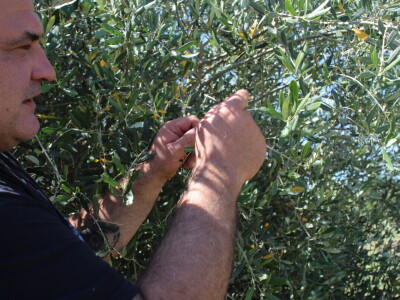 Berba marelica i stabla maslina na Poljoprivrednom obrtu Škobić